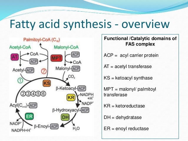 Fatty Acid Synthase Fatty Acid Synthase