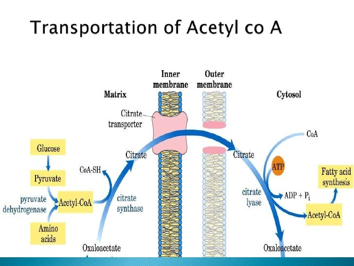fatty acid synthesis