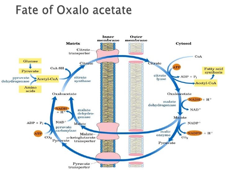fatty acid synthesis