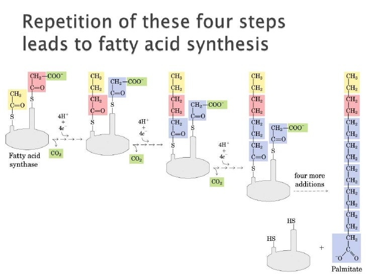 fatty acid synthesis