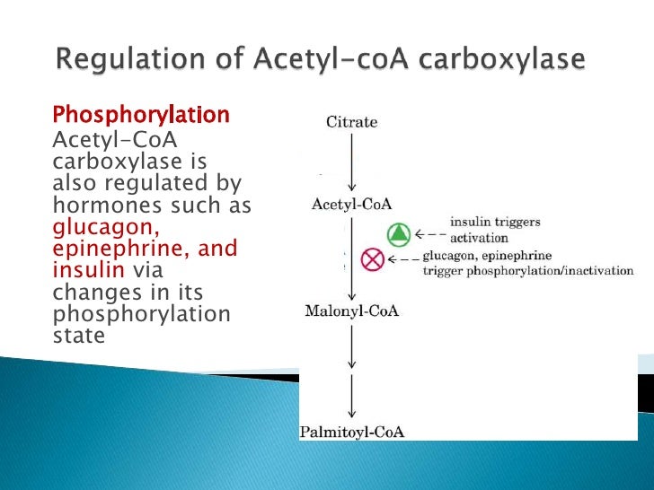 Fatty acid synthesis