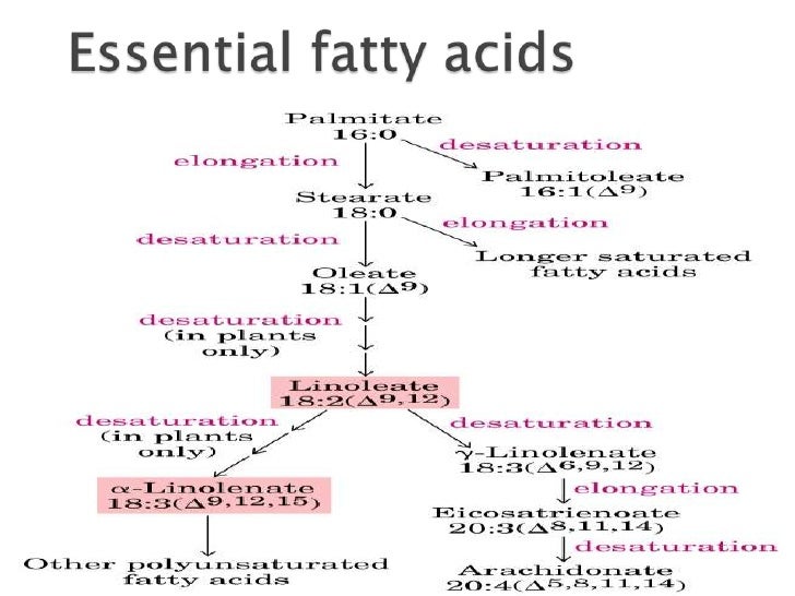 Fatty acid synthesis
