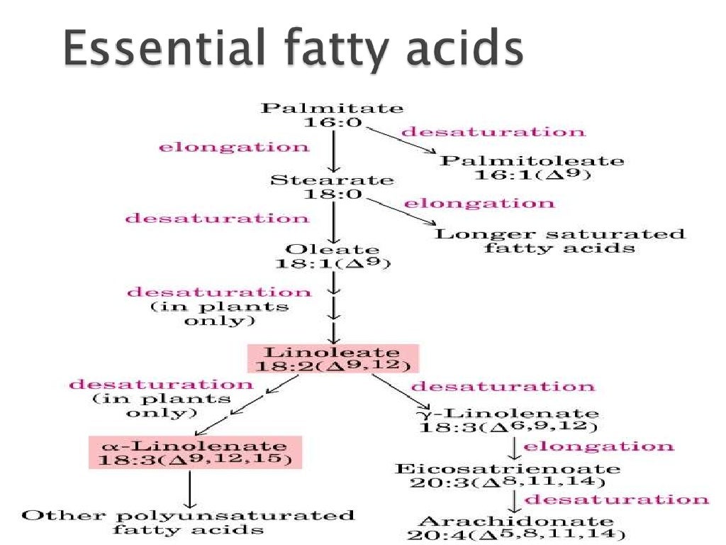 Fatty acid synthesis