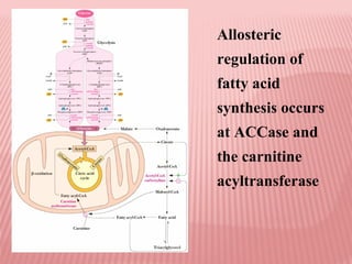 Allosteric
regulation of
fatty acid
synthesis occurs
at ACCase and
the carnitine
acyltransferase