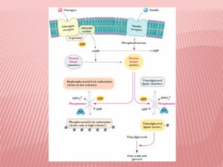 Fatty acid synthesis