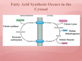 Fatty Acid Synthesis Occurs in the
Cytosol