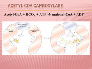 Acetyl-CoA + HCO3- + ATP malonyl-CoA + ADP