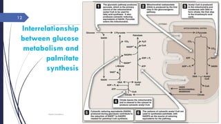 Interrelationship
between glucose
metabolism and
palmitate
synthesis
Rajesh Chaudhary
12
 