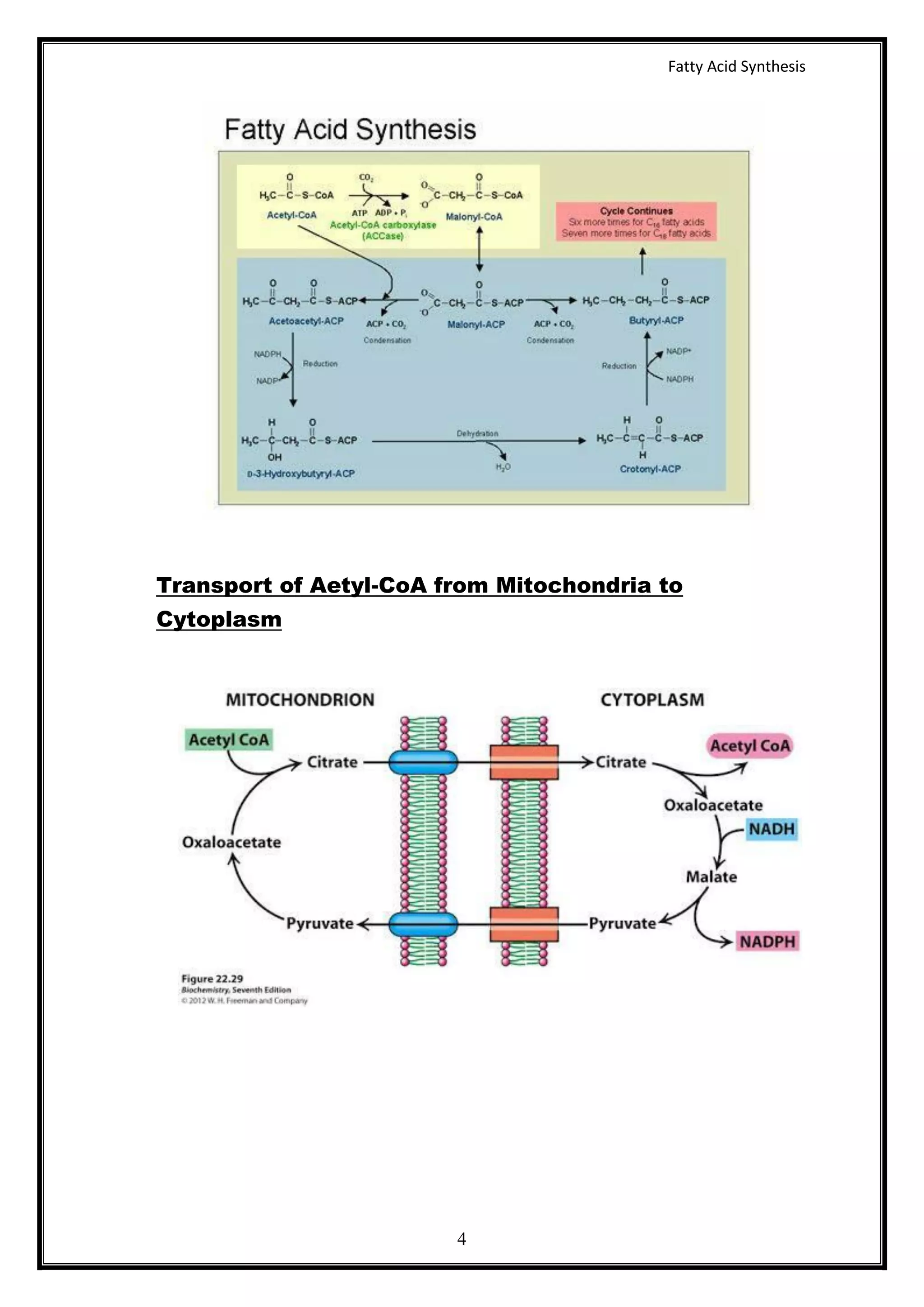 Fatty acid synthesis | PDF