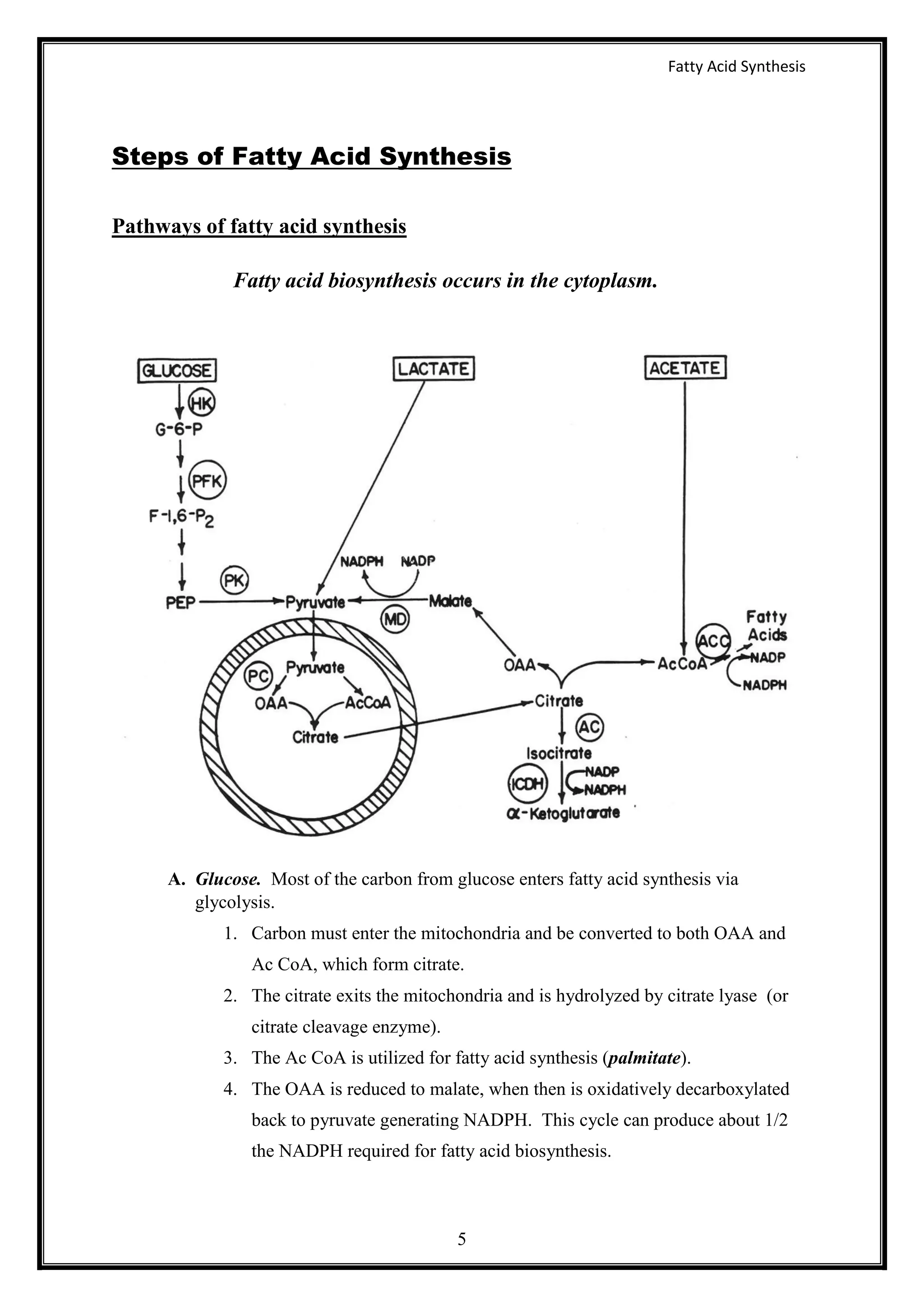 Fatty acid synthesis | PDF