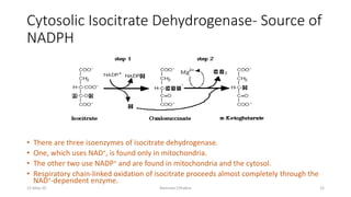 Cytosolic Isocitrate Dehydrogenase- Source of
NADPH
• There are three isoenzymes of isocitrate dehydrogenase.
• One, which uses NAD+, is found only in mitochondria.
• The other two use NADP+ and are found in mitochondria and the cytosol.
• Respiratory chain-linked oxidation of isocitrate proceeds almost completely through the
NAD+-dependent enzyme.
15-May-20 Namrata Chhabra 12
 