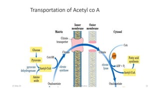 Transportation of Acetyl co A
15-May-20 Namrata Chhabra 15
 