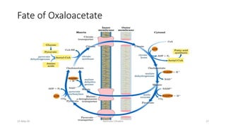 Fate of Oxaloacetate
15-May-20 Namrata Chhabra 17
 