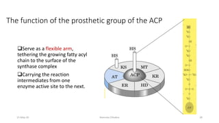 The function of the prosthetic group of the ACP
❑Serve as a flexible arm,
tethering the growing fatty acyl
chain to the surface of the
synthase complex
❑Carrying the reaction
intermediates from one
enzyme active site to the next.
15-May-20 Namrata Chhabra 28
 