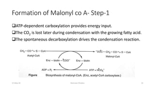 Formation of Malonyl co A- Step-1
❑ATP-dependent carboxylation provides energy input.
❑The CO2 is lost later during condensation with the growing fatty acid.
❑The spontaneous decarboxylation drives the condensation reaction.
15-May-20 Namrata Chhabra 32
 