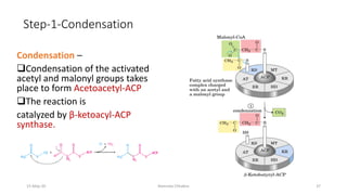Step-1-Condensation
Condensation –
❑Condensation of the activated
acetyl and malonyl groups takes
place to form Acetoacetyl-ACP
❑The reaction is
catalyzed by β-ketoacyl-ACP
synthase.
15-May-20 Namrata Chhabra 37
 