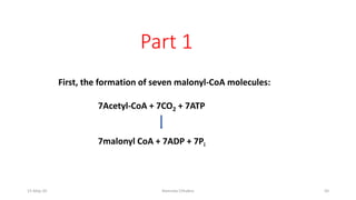 Part 1
First, the formation of seven malonyl-CoA molecules:
7Acetyl-CoA + 7CO2 + 7ATP
7malonyl CoA + 7ADP + 7Pi
15-May-20 Namrata Chhabra 50
 