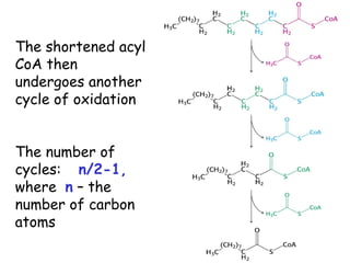 The shortened acyl
CoA then
undergoes another
cycle of oxidation
The number of
cycles: n/2-1,
where n – the
number of carbon
atoms
 