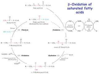 Fatty acyl CoA
-Oxidation of
saturated fatty
acids
 