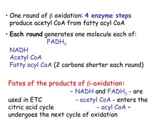 • One round of  oxidation: 4 enzyme steps
produce acetyl CoA from fatty acyl CoA
• Each round generates one molecule each of:
FADH2
NADH
Acetyl CoA
Fatty acyl CoA (2 carbons shorter each round)
Fates of the products of -oxidation:
- NADH and FADH2 - are
used in ETC - acetyl CoA - enters the
citric acid cycle - acyl CoA –
undergoes the next cycle of oxidation
 