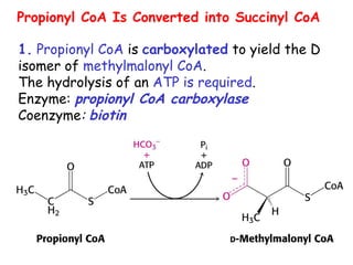 Propionyl CoA Is Converted into Succinyl CoA
1. Propionyl CoA is carboxylated to yield the D
isomer of methylmalonyl CoA.
The hydrolysis of an ATP is required.
Enzyme: propionyl CoA carboxylase
Coenzyme: biotin
 