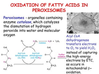 OXIDATION OF FATTY ACIDS IN
PEROXISOMES
Peroxisomes - organelles containing
enzyme catalase, which catalyzes
the dismutation of hydrogen
peroxide into water and molecular
oxygen Acyl CoA
dehydrogenase
transfers electrons
to O2 to yield H2O2
instead of capturing
the high-energy
electrons by ETC,
as occurs in
mitochondrial -
oxidation.
 
