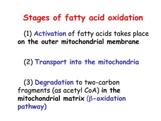 (1) Activation of fatty acids takes place
on the outer mitochondrial membrane
(2) Transport into the mitochondria
(3) Degradation to two-carbon
fragments (as acetyl CoA) in the
mitochondrial matrix (-oxidation
pathway)
Stages of fatty acid oxidation
 