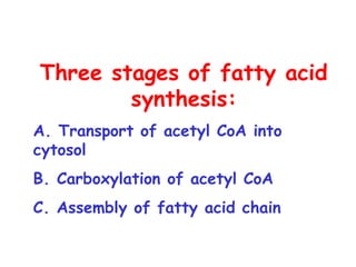 Three stages of fatty acid
synthesis:
A. Transport of acetyl CoA into
cytosol
B. Carboxylation of acetyl CoA
C. Assembly of fatty acid chain
 
