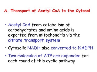A. Transport of Acetyl CoA to the Cytosol
• Acetyl CoA from catabolism of
carbohydrates and amino acids is
exported from mitochondria via the
citrate transport system
• Cytosolic NADH also converted to NADPH
• Two molecules of ATP are expended for
each round of this cyclic pathway
 