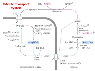 Citrate transport
system
 