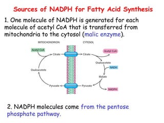 Sources of NADPH for Fatty Acid Synthesis
1. One molecule of NADPH is generated for each
molecule of acetyl CoA that is transferred from
mitochondria to the cytosol (malic enzyme).
2. NADPH molecules come from the pentose
phosphate pathway.
 