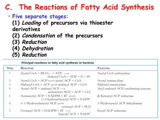C. The Reactions of Fatty Acid Synthesis
• Five separate stages:
(1) Loading of precursors via thioester
derivatives
(2) Condensation of the precursors
(3) Reduction
(4) Dehydration
(5) Reduction
 