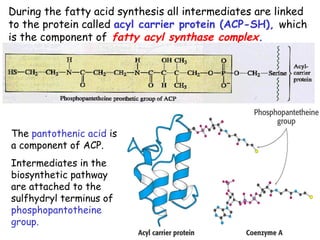 During the fatty acid synthesis all intermediates are linked
to the protein called acyl carrier protein (ACP-SH), which
is the component of fatty acyl synthase complex.
The pantothenic acid is
a component of ACP.
Intermediates in the
biosynthetic pathway
are attached to the
sulfhydryl terminus of
phosphopantotheine
group.
 