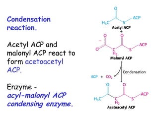 Condensation
reaction.
Acetyl ACP and
malonyl ACP react to
form acetoacetyl
ACP.
Enzyme -
acyl-malonyl ACP
condensing enzyme.
 