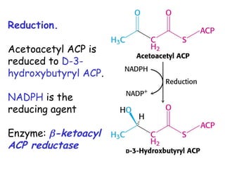 Reduction.
Acetoacetyl ACP is
reduced to D-3-
hydroxybutyryl ACP.
NADPH is the
reducing agent
Enzyme: -ketoacyl
ACP reductase
 