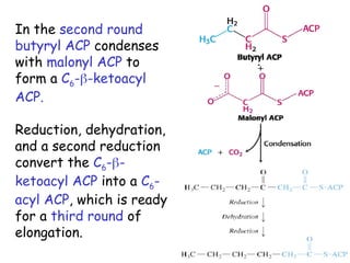 In the second round
butyryl ACP condenses
with malonyl ACP to
form a C6--ketoacyl
ACP.
Reduction, dehydration,
and a second reduction
convert the C6--
ketoacyl ACP into a C6-
acyl ACP, which is ready
for a third round of
elongation.
 