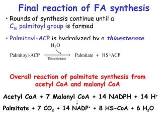 • Rounds of synthesis continue until a
C16 palmitoyl group is formed
• Palmitoyl-ACP is hydrolyzed by a thioesterase
Final reaction of FA synthesis
Acetyl CoA + 7 Malonyl CoA + 14 NADPH + 14 H+
Palmitate + 7 CO2 + 14 NADP+
+ 8 HS-CoA + 6 H2O
Overall reaction of palmitate synthesis from
acetyl CoA and malonyl CoA
 