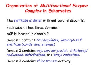 Organization of Multifunctional Enzyme
Complex in Eukaryotes
The synthase is dimer with antiparallel subunits.
Each subunit has three domains.
ACP is located in domain 2.
Domain 1 contains transacylases, ketoacyl-ACP
synthase (condensing enzyme)
Domain 2 contains acyl carrier protein, -ketoacyl
reductase, dehydratase, and enoyl reductase.
Domain 3 contains thioesterase activity.
 