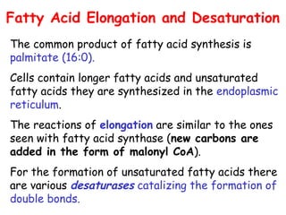 Fatty Acid Elongation and Desaturation
The common product of fatty acid synthesis is
palmitate (16:0).
Cells contain longer fatty acids and unsaturated
fatty acids they are synthesized in the endoplasmic
reticulum.
The reactions of elongation are similar to the ones
seen with fatty acid synthase (new carbons are
added in the form of malonyl CoA).
For the formation of unsaturated fatty acids there
are various desaturases catalizing the formation of
double bonds.
 