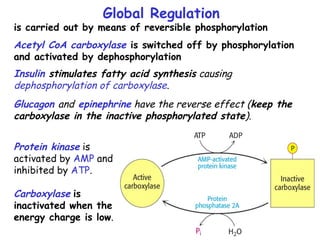 Insulin stimulates fatty acid synthesis causing
dephosphorylation of carboxylase.
Glucagon and epinephrine have the reverse effect (keep the
carboxylase in the inactive phosphorylated state).
Global Regulation
is carried out by means of reversible phosphorylation
Acetyl CoA carboxylase is switched off by phosphorylation
and activated by dephosphorylation
Protein kinase is
activated by AMP and
inhibited by ATP.
Carboxylase is
inactivated when the
energy charge is low.
 