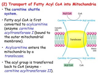 • The carnitine shuttle
system.
• Fatty acyl CoA is first
converted to acylcarnitine
(enzyme carnitine
acyltransferase I (bound to
the outer mitochondrial
membrane).
• Acylcarnitine enters the
mitochondria by a
translocase.
• The acyl group is transferred
back to CoA (enzyme -
carnitine acyltransferase II).
(2) Transport of Fatty Acyl CoA into Mitochondria
 