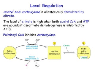 Local Regulation
Acetyl CoA carboxylase is allosterically stimulated by
citrate.
The level of citrate is high when both acetyl CoA and ATP
are abundant (isocitrate dehydrogenase is inhibited by
ATP).
Palmitoyl CoA inhibits carboxylase.
 