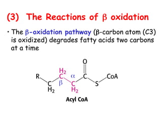 • The -oxidation pathway (-carbon atom (C3)
is oxidized) degrades fatty acids two carbons
at a time


(3) The Reactions of  oxidation
 