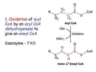 1. Oxidation of acyl
CoA by an acyl CoA
dehydrogenase to
give an enoyl CoA
Coenzyme - FAD
 