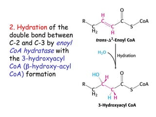 2. Hydration of the
double bond between
C-2 and C-3 by enoyl
CoA hydratase with
the 3-hydroxyacyl
CoA (-hydroxy-acyl
CoA) formation
 
