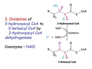 3. Oxidation of
3-hydroxyacyl CoA to
3-ketoacyl CoA by
3-hydroxyacyl CoA
dehydrogenase
Coenzyme – NAD+
 