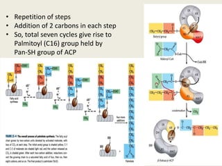 • Repetition of steps
• Addition of 2 carbons in each step
• So, total seven cycles give rise to
Palmitoyl (C16) group held by
Pan-SH group of ACP
 