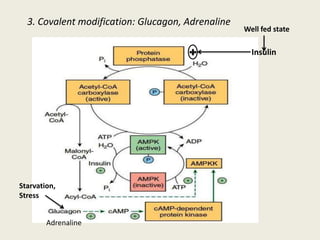 3. Covalent modification: Glucagon, Adrenaline
Insulin
Well fed state
Starvation,
Stress
Adrenaline
 