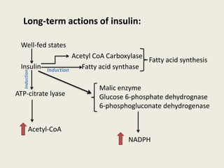 Long-term actions of insulin:
Well-fed states
Insulin
Acetyl CoA Carboxylase
Fatty acid synthase
ATP-citrate lyase
Fatty acid synthesis
Induction
Malic enzyme
Glucose 6-phosphate dehydrognase
6-phosphogluconate dehydrogenase
Acetyl-CoA
NADPH
 