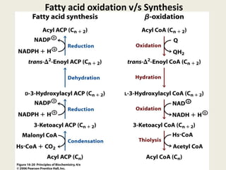 Fatty acid oxidation v/s Synthesis
 
